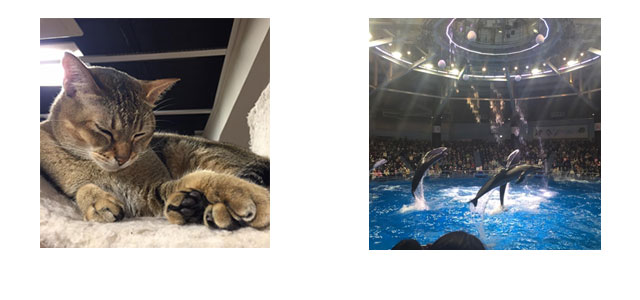 catcafe and dolphin show