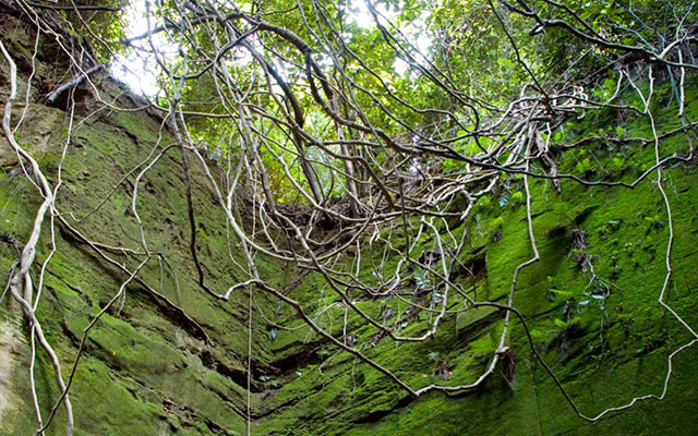 苔と木に覆われる猿島の人工物