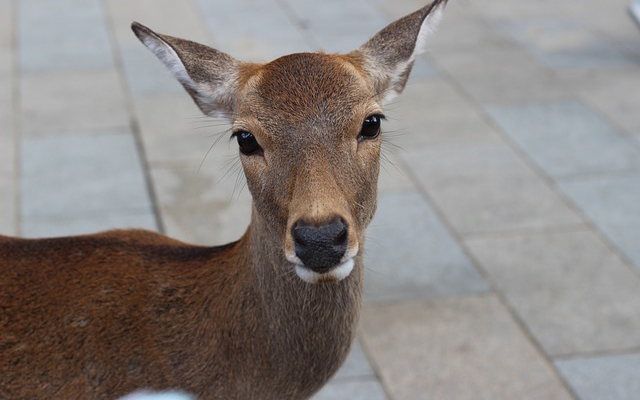 ｎ奈良公園の鹿